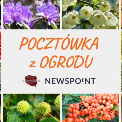 Pocztówka z ogrodu od Newspoint