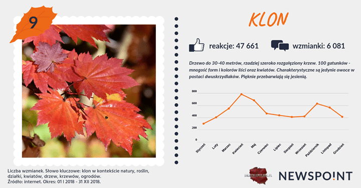 #PocztówkaZOgrodu
Startujemy! Stawkę reprezentantów drzew składających się na najpopularniejszą dziesiątkę otwierają #jodła i #klon 🍁
Warto zwrócić uwagę na odmienny rozkład życia publikacji na ich temat.