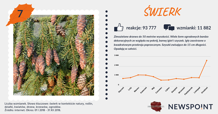 #PocztówkaZOgrodu
Kolejne miejsca w zestawieniu dziesiątki najpopularniejszych drzew przypadają na #jarząb i #świerk 🌲