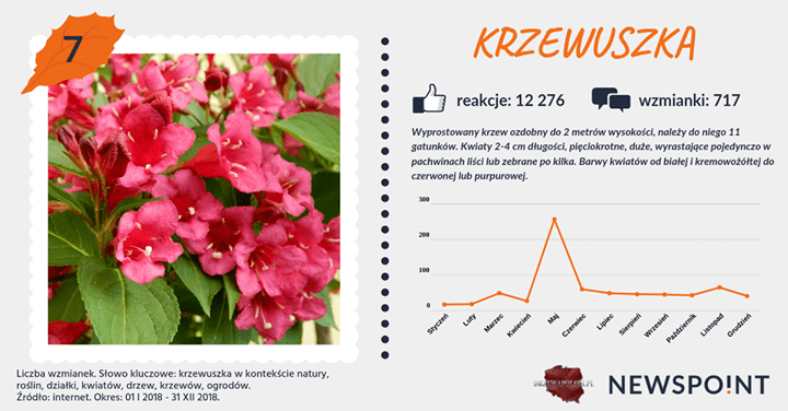 #PocztówkaZOgrodu
Kolejne krzewy w zestawieniu to #migdałek i #krzewuszka 🌺🌸