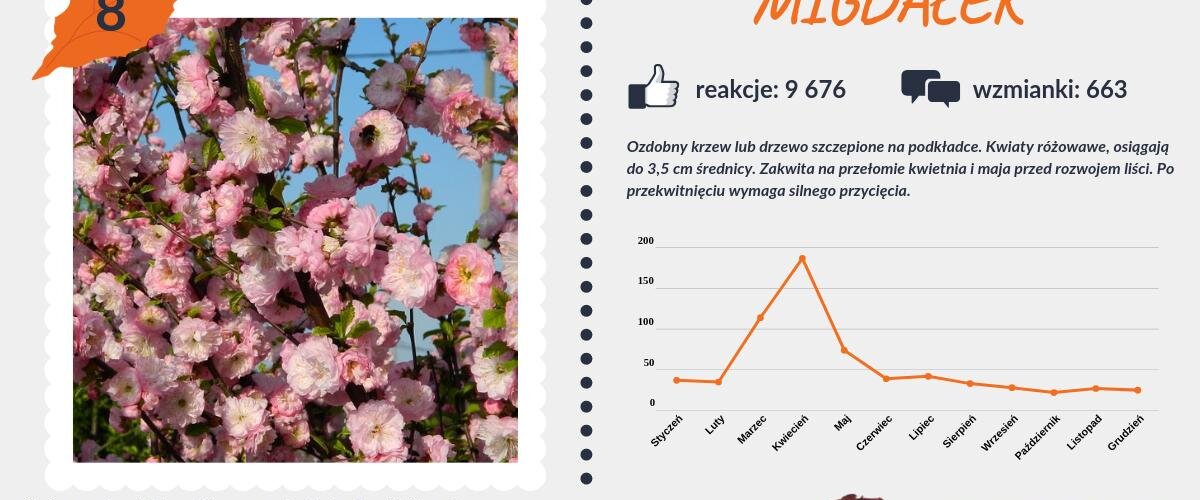 #PocztówkaZOgrodu
Kolejne krzewy w zestawieniu to #migdałek i #krzewuszka 🌺🌸 https://t.co/dHZ3PWuy8r