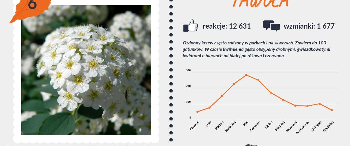 #PocztówkaZOgrodu
Pierwszą połowę rankingu najpopularniejszych krzewów w internecie zamykają #tawuła i #berberys 🌿 https://t.co/YpiNtJ2Pj6