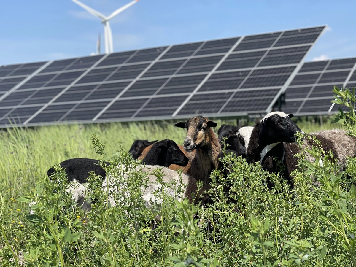 Pilot program for sheep grazing at PV Przykona