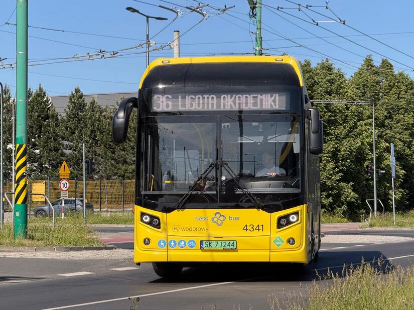 Nesobus foto (1)