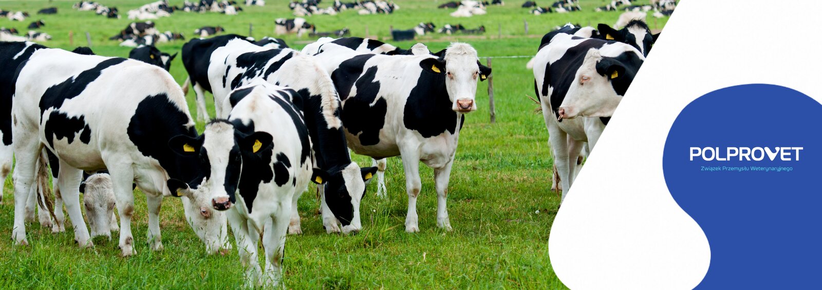 POLPROVET: Poland needs systemic prevention of animal diseases