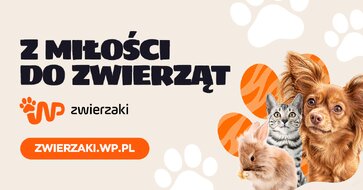 Wirtualna Polska uruchamia serwis WP zwierzaki 